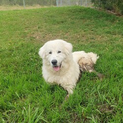 Adopt a dog:Simon/Maremma Sheepdog/Male/2 Years 3 Months,Hello there, my name is Simon! I'm a big gentle boy looking for my new home! I'd suit a quieter home with experienced owners who know about Guardian Type breeds like me! I would love to be included as part of the family, coming inside at times but mainly loving the outdoors, as well as joining you for regular walks, or simply snuggling up on a nice soft bed in the evening. I would love a big back yard with space to roam, sniff and explore all for my very own, with secure fences to keep me safe at home. Any children in the home will need to be over 12 years of age, calm and confident around dogs. My gorgeous coat will require regular grooming to help keep me looking and feeling my best! I know sometimes you have to go out, if you leave me with some fun toys, yum treats, fresh water bowl and a sheltered, snuggly bed, I should be safe and happy until you get home. I would benefit from daily enrichment and interactive feeders to help keep my mind and body active. I get along well with other dogs of a similar, calmer and friendly nature, so if you have another dog at home, please bring them in to meet me to make sure we will be friends. Dog parks and off-leash areas are not ideal for me as I do not like rude dogs rushing up to my face and would prefer walks around the neighbourhood or on-lead areas where we can relax and enjoy our time together. If I sound like the beautiful boy for you, please come in to meet me. -Level 2 ART Adoption -Breed Type Experienced owners -Must meet any dogs -Dog confident children over 12 yrs -Must have large backyard access  -Regular grooming required -Ongoing positive reinforcement training -STV