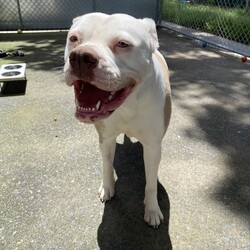 Tilly/American Bulldog/Female/3 Years 11 Months,Hello there – I'm Tilly I came into the shelter through no fault of my own and, although I love all the staff here, I'm ready for my own home and my own special people. Is that you? I sure hope so 