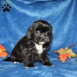 Xavier/Teddy Bear									Puppy/Male	/9 Weeks,Meet Xavier a handsome black first generation Shichon who is started on potty training and crate training. This cutie is started on potty training & crate training!  This little coal colored puppy will not have any health issues that will adversely affect their health. While other Teddy Bear Puppies may suffer from health issues as they age, this pup will have no predispositions to health concerns!  Each pup in this litter is up to date on shots and dewormer and vet checked! We offer the option for microchipping and a 1 Year Genetic Health Guarantee! 