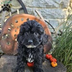 Lil Grizzly/Cavapoo									Puppy/Male	/9 Weeks,Lil Grizzly will be the perfect addition to your home. He is playful and attentive. He is good with children and other pets. Check him out soon. 