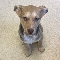 Adopt a dog:Stig/Australian Kelpie/Male/2 Months,Hi there! I’m Stig, an 11-week-old Kelpie puppy, and I’m on the lookout for my forever home! My journey started at just 7 days old when I came into the shelter with my mum and my playful siblings. I’ve grown up surrounded by love, but now it’s time for me to find my own special family. I’m Mr. Confidence! With my adventurous spirit and wagging tail, I’m always ready to take on the world. I’m full of energy and curiosity, and I approach every new experience with excitement. Whether it’s a game of fetch or exploring the great outdoors, I dive right in! I’m looking for a home where I can be both an indoor and outdoor pup. I love to run, jump, and play, so a yard to explore would be perfect! I need a family that understands my breed; we Kelpies are smart, active, and need plenty of mental and physical stimulation.  If you have another dog that’s over a year old and can keep up with my boundless enthusiasm, that would be awesome! I thrive with a buddy by my side, and I promise to keep them on their toes.  I’m still learning about the world, so I need a home without children under 6. Little ones can be a bit overwhelming for a confident guy like me who’s still figuring everything out. I’d love to be trained using positive reinforcement methods—treats and praise are the way to my heart! If you think you could be the perfect match for an energetic, loving, and confident pup like me, let’s meet! I can’t wait to find my new adventure buddy. Woof!  Home requirements:  If you think that your home would be a good fit please fill out an application online at   and the team at BARC will be in touch to arrange a meet and greet.