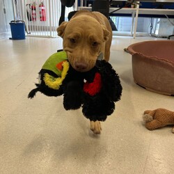 Adopt a dog:Callie/Labrador Retriever / American Staffordshire Terrier/Female/1 Year,Hi there! I’m Callie, a spirited young Lab X with a heart full of love and big feelings about life. I will need an experienced owner who will understand that I can be quite the bundle of energy, especially when I meet new people and doggies. I thrive on mental and physical activities, so I’ll need someone who can keep up with my playful spirit and help me learn how to regulate my excitement.  I can be a little shy around unfamiliar people at first, so it’s important that I meet all family members gradually. I promise I warm up once I feel comfortable, and I appreciate gentle handling while I get to know everyone and with lots of yummy treats! When it comes to other dogs, I get a bit overexcited if they barks at me first, but I really do love making new friends! If you help me meet new dogs in a calm manner, I’ll show you my best social side! I’d love it if you could be home more often when I first arrive in your home; it’ll help me adjust to my new surroundings and get settled in. With your guidance, I can learn to decompress and enjoy the world around me. If you’re looking for a sweet, endearing companion who just needs a little patience and understanding, I might just be the perfect match for you! Lots of love, Callie xo -Experienced owner -Must meet all family -No children under 15 -Must meet all dogs  -Someone home moreoften than not