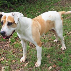 Adopt a dog:Katie/Mastiff/Female/6 Years 6 Months,Hello, I'm Katie, a lovely 6-year-old Mastiff gal with a heart full of love. I’m looking for a forever home where I can be the queen of the castle as the only pet. I'm a gentle giant who's past the puppy stage, so I won't need much training. I promise to be the best couch companion and the most loyal friend you'll ever meet. I would thrive in a home where someone works regular hours and can provide me with a secure outdoor space, like a fenced backyard, where I can bask in the sun and roll in the grass. Although I'm a big girl, I have a mild temperament and would be perfect for a household with older dog experienced children. I’m not fussy or demanding – all I ask for is love, a few daily walks, and a cozy spot to snooze. I enjoy watching the birds but can be a little too enthusiastic with them, so I'm not suited to a home with pet birds. I’m looking forward to spending my days making you smile, receiving pats, and giving you all the love I have to offer. Can you provide a loving home for a big-hearted girl like me? I promise to fill your home with doggy love!