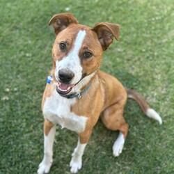 Frank/Australian Cattle Dog / American Staffordshire Terrier/Male/1 Year,Hello! My name's Frank. What's yours? I am a well-mannered young man who is on the lookout for a human or humans to join on your adventures and to be your best buddy at home. I have spent a little time here at the shelter and during this time the staff have seen me grow from a slightly timid kid to a confident, chilled out young man. Well, most of the time. Sometimes I can get a bit excited and bouncy – because of this I'd be best suited to a family aged 12 yrs and up so that I don't bounce someone over accidentally. I have a happy nature – I can't wait for you to get to know me! My favourite things are playing with toys and going on walks with my doggy friends. If you have a dog at home, please bring them in to meet me to make sure we are a good match! I’ve heard about something called a “backyard,” and it sounds like a dream! An area all for me to run around, climb, sniff, and explore; at the shelter we have grass yards, but I have to share them with all the other doggies. Sigh. But don’t think I’m just an outdoor adventurer; I also love lounging inside, playing with my toys, or chasing butterflies in my dreams. I would not be suited to a home with cats or pocket pets. I would suit a full time worker if you have time to settle me into my new home. Lastly! What are you waiting for? Yours, Frank -Must meet all dogs -No pocket pets or cats -No children under 12