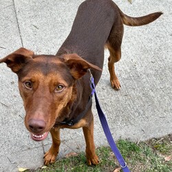 Northern/Australian Kelpie/Female/2 Years 1 Month,Hello there, I'm Northern! I'm a young and energetic Australian Kelpie girl, almost two years old and raring to go on adventures with you. I'm a high-energy type of gal, always ready to play, run, and learn new things. I've been told I'm a quick learner, always eager to discover and understand the world around me. Life's a game and I play it with passion and vigor. I would love to have a human who can join me in my daily explorations and experiences. Are you up for it? I promise to make it worth your while with my playful antics and heartwarming companionship. Being an Australian Kelpie, I need a home with someone who understands and appreciates my breed. I require both physical and mental stimulation, so someone working average work hours would be perfect. We'd have plenty of time to bond and I promise to keep you entertained! I will need to be the only dog in the home as I have not had much expose to other dogs and I find them a bit scary at the moment. Children in the home will have to be older and calmer as I am still learning about life and a home with some routine and predictability is exactly what I need. Requirements: If you think I could be the pretty fun loving girl for you, please head into the shelter today to say hi!!