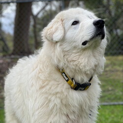 Adopt a dog:Artie/Maremma Sheepdog/Male/1 Year 9 Months,Meet Artie: The Laid-Back Guardian Hey there! I’m Artie, the chilled-out Maremma who’s mastered the art of snoozing and observing. If you’re looking for a dog who enjoys the simple pleasures of life—like napping in sunny spots and keeping a watchful eye on the world—then look no further! You must know that I am a bit reserved when it comes to making new human friends, however I thrive in the company of my fellow canines, so I must go home with another dog so they can help me tackle life outside the shelter. Having dog friends keep my spirits high and my tail wagging.  I’m on the lookout for an experienced owner who knows the ins and outs of my breed. Maremmas are unique and require someone who understands our quirks and charms. Adult-only households are best for me—let’s keep things serene and drama-free. So, if you’re an experienced dog lover with a furry friend ready to welcome a laid-back, observant dude like me into your home, let’s make some magic happen! Just be prepared for some quality snooze sessions and the occasional thoughtful stare as I contemplate the mysteries of the universe. Please submit an   if you are interested in meeting Artie, or call 0477 064 192. Artie's requirement's :