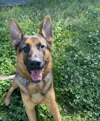Gypsy/German Shepherd Dog/Female/9 Months,Hey there! My name's Gypsy, I'm a lively and affectionate young pup who’s ready to find my forever home! With my playful spirit and friendly demeanor, I'm sure to bring joy and energy to your life. Though I'm still learning the ropes when it comes to socialization, my eagerness to connect with people and explore the world around me shines through. I would be best suited for a home with older children who can understand my needs. I might be too much for younger kids as I can be jumpy at times, so having mature kids who can help her feel safe and comfortable would be great! I have shown some interest in playing with other dogs, but I can get a bit frustrated and I can be a bit rude with how I interact. For now, a home where I'm the only dog will allow me to thrive and build confidence. Dog parks and such might be too much for me and the other dogs, but I think I would be able to make doggy friends with any social friends or family's dogs! I would love a home where someone is around more often. I don't really like being left alone, I want to be with my people! So a family that can provide companionship and guidance is would be lovely. I am used to having access to both indoors and outdoors. So a home with a secure yard would be perfect for me to explore and play safely, as apartment living may not suit my energetic nature. I'm looking for a loving family who can help me grow and learn in a supportive environment. With patience and guidance, I’ll become the loyal companion you’ve been searching for. Are you ready to open your heart and home to me? Let’s make it happen! If you think you can provide the right environment for me, don't hesitate to come down to shelter to meet me! I can’t wait to meet you! Please fill out an expression of interest form  .