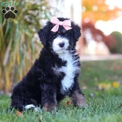 Sadie/Mini Bernedoodle									Puppy/Female	/7 Weeks,Meet Sadie, the sweetest Mini Bernedoodle puppy! A delightful mix of the loyal Bernese Mountain Dog and the intelligent Poodle, this little one is full of love, energy, and playfulness. With a soft, wavy coat and her big puppy eyes, she will quickly become the heart of your home. Bernedoodles are known for their friendly, easygoing nature and strong desire to bond with their families, making them perfect companions for all ages.