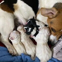 Adopt a dog:Olive Pup: Oliver/Beagle/Male/Baby,Just look at these adorable pups!!! Olive's Pups are ready for their forever homes once they get their 2nd puppy vaccine this week! Mama Olive is just the cutest little beagle and her pups definitely take after her. They will be at the Fair Lakes Petsmart Adoption Event this Saturday (November 2nd) from 1-3pm....please come out and meet them!

For more information, please email dogs@lostdogrescue.org