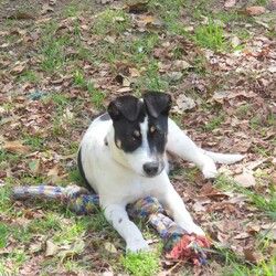 Adopt a dog:Grommet/Australian Kelpie/Male/4 Months,Hi there! My name is Grommet, and I'm the cutest little ball of joy you'll ever meet! I might be small now, but my heart is HUGE, and I've got enough love to share with a family just like yours. As a curious pup, I love exploring my surroundings-sniffing out new scents and making friends with anyone who stops to say hello. I might wiggle my tail so hard I look like I'm about to take off! I have plenty of puppy energy, so daily playtime is a must. Whether it's chasing after a squeaky toy or pouncing on a playful friend, I'm always ready for an adventure. I'm also eager to learn! A little puppy school would be perfect for me to pick up some manners and tricks. I promise I'm a quick learner and can't wait to impress you with my new skills. Plus, it'll help me meet new people and other pups-socialization is key for a growing girl like me! One thing to keep in mind is that I'll need a safe space to roam and play. A secure fence in your yard would be ideal, so I can frolic freely without worrying about any sneak escapes. Safety first, right? I love the great outdoors, but I want to make sure I stay close to my family. I'm not very fond of smaller fast moving people, so I'm best suited to a home with any children over the age of 12. So, if you're looking for a playful companion who's ready to fill your days with laughter, love, and a little bit of puppy mischief, I'm your boy! Let's start our forever adventure together. Can't wait to meet you! My adoption fee is: $620 which includes = desex, vaccination, microchip with flea and tick prevention started