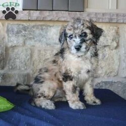 Sadie/Mini Labradoodle									Puppy/Female	/7 Weeks,Are you searching for a Mini Labradoodle who will have a hypoallergenic coat and feel soft and snuggly like a Poodle? We have been specializing in multigenerational Mini Labradoodles for years and have finally perfected the coat textures of our puppies so that you can enjoy the happy go lucky personality of the Labrador with the convenience of the Poodle coat! Our puppies come up to date on shots and dewormer and will be vet checked before they leave. We offer a 1 Year Genetic Health Guarantee as well! If you are looking for the perfect pup this fall contact us today! 