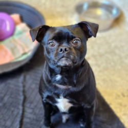 Mars/Pug / Jack Russell Terrier (Smooth)/Male/2 Years 4 Months,Hello! I'm Mars, a charming 2-year-old Pug who's looking for a forever home. I'm a male pup with a moderate lifestyle and a playful personality. My training is still a work in progress, but I'm eager to learn and explore life every day. I'd thrive in a home with someone who works average hours and can give me the attention I need. Ideally, you'd have a securely enclosed backyard or an attached enclosure for me to get my daily exercise, sniff around, and just be a dog. A home with kids aged 12 years and above would be great as I've got a lot of energy to share. As far as other dogs are concerned, I can be a bit selective, so perhaps it's best if we avoid off-leash dog parks. But don't worry, I've never had any issues with other animals at home. My vets have plans to do further surgeries and this will be completed at RSPCA Veterinary Hospital in Yagoona. I would love the chance to settle into my new home first and allow for a smoother recovery. It is recommended that you are located in the Sydney/Illawarra/Central Coast as you will need to travel to Yagoona for further vet appointments. If you're willing to share your home and your heart with a fun-loving pug like me, I promise to shower you with love and make every day a joy. Can't wait to meet you!