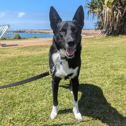 Preston/Border Collie / Australian Kelpie/Male/5 Years 5 Months,Hello there, I'm Preston, a 5-year-old male Australian Kelpie with a heart full of love! I'm in search of a special human companion who can provide the home environment that suits me best. That includes someone who will be home most (if not all) of the time. I'm a mild-mannered guy, perfect for seniors or those leading a quiet lifestyle. I've got a bit of a stubborn streak, so I'll need an experienced owner who knows my breed and can handle my funny quirks. I have some lovely basic skills and I'm very gentle around people, I enjoy meeting strangers and getting some nice pats. I have office time each day while I live at the shelter, I sleep and relax, interact with the staff, I'm a perfect companion for someone that works from home! I'm a bit of a loner and like my space, so a single dog household where I can get all the love and attention would be ideal for me. I love exploring and sniffing around, so a secure outdoor space would be a dream come true! If you have the knowledge, experience, and a secure backyard, you might be my perfect match! Can't wait to meet you and start our life together. Requirements: 