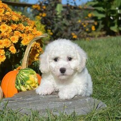 Alfie/Bichon Frise									Puppy/Male	/9 Weeks