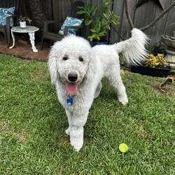 Adopt a dog:Finn/Klee Kai/Male/Young,Meet Finn! This 1-year old, Komondor weighs 67 lbs. Finn is looking for his forever home that can give him lots of love, pats, and the amazing life that he deserves. 


	General Behavior: Finn is a very happy, sweet and funny boy. It may take him a minute to warm up to new people, but once he does, he is very affectionate and loves pets and attention. His love languages are touch and words of affirmation. He would do wonderfully with a breed-savvy family who can commit to looking after his gorgeous coat and who can keep this intelligent guy occupied.
	Likes & Dislikes: Finn loves to have his coat brushed and he loves a good belly rub. He leans into you to give and receive hugs and kisses. He enjoys playing with plush toys. He loves taking walks and does well in the car. He enjoys chasing lizards, although his foster mom doesn't think he's caught one yet.
	Training: Finn is a smart cookie! He knows how to sit and is working on his recall. He waits patiently by the door to go on a walk or car ride and is good on a leash. He is doing extremely well with house training. He may bark if he sees the mailman outside but will stop if you ask his to. Finn is not reactive to loud noises, such as a vacuum, blender, mower, thunder or even a hurricane.
	Medical: Finn is very healthy. He is up to date on vaccines, heartworm negative, microchipped and spayed. He only requires monthly heartworm and flea prevention.
	Other Animals: Finn is good with other dogs. He absolutely adores playing with his foster sister. He would enjoy sharing a home with another friendly dog. His foster mom has not tested his with cats but believes he would be good with them, too.
	Children: Finn is gentle with children but may need a minute to warm up to them. 
	Home: Finn would do well in a single-family home with a fence to roam and chase lizards and hopefully play with a new brother or sister. 
	Grooming: As a Komondor breed, Finn does not shed but will require daily brushing if he is kept short, which he enjoys very much. He will require professional grooming every 6-8 weeks. The cost of grooming for a pooch his size runs approximately $100.
	Overall: This beautiful, sweet boy is always so happy and will make you happy just to look at him. He'll make a best friend for one lucky family!


Finn is looking for a person who will love his as much as he will love them. Is that you? Then visit our website www.PoodleandPoochRescue.org where you will find the application to adopt. You'll be put in contact with the foster family for more information if it's a potential match. He is up to date on vaccines, heartworm negative, microchipped, and neutered, and he has just had his teeth cleaned. His adoption donation is $650.