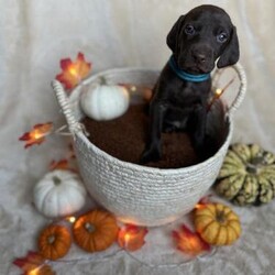 Vizsla x Pointer puppies/Vizsla X pointer/Mixed Litter/5 weeks,** 1 girl 2 boys left **

Mum is German shorthaired pointer KC registered

Dad is Vizsla KC registered

There are 4 boys 4 girls

Being wormed at 3/5/7 weeks

Will be microchipped on leaving


Won’t be vaccinated as I don’t want to overload pups system incase second jab isn’t compatible with your vets - it overloads the pup. If having to re start vaccine course. Will also delay you being able to get out and about with your pup. I’m personally against L2 and L4 vaccine -

So new owners choice.

All will be weaned before leaving mum. I’m trying to toilet train them all also (task and a half ) ?? will update on progress