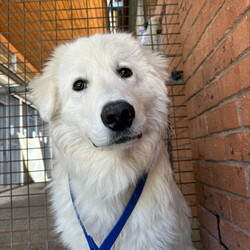 Adopt a dog:Artie/Maremma Sheepdog/Male/1 Year 9 Months,Meet Artie: The Laid-Back Guardian Hey there! I’m Artie, the chilled-out Maremma who’s mastered the art of snoozing and observing. If you’re looking for a dog who enjoys the simple pleasures of life—like napping in sunny spots and keeping a watchful eye on the world—then look no further! You must know that I am a bit reserved when it comes to making new human friends, however I thrive in the company of my fellow canines, so I must go home with another dog so they can help me tackle life outside the shelter. Having dog friends keep my spirits high and my tail wagging.  I’m on the lookout for an experienced owner who knows the ins and outs of my breed. Maremmas are unique and require someone who understands our quirks and charms. Adult-only households are best for me—let’s keep things serene and drama-free. So, if you’re an experienced dog lover with a furry friend ready to welcome a laid-back, observant dude like me into your home, let’s make some magic happen! Just be prepared for some quality snooze sessions and the occasional thoughtful stare as I contemplate the mysteries of the universe. Please submit an   if you are interested in meeting Artie, or call 0477 064 192. Artie's requirement's :