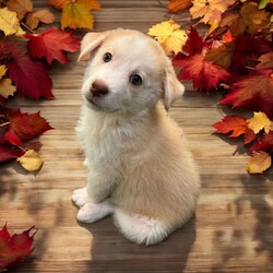 Adopt a dog:Butterscotch/Siberian Husky/Male/Baby,THE FOLLOWING PET IS BEING FOSTERED NEAR FORT COLLINS, CO!

Meet Butterscotch, the delightful puppy who embodies the perfect balance of playfulness and snuggles! Born on September 1, 2024, Butterscotch came to us with his 12 siblings from a breeder situation. Unfortunately, they faced a tough start as they battled Parvo shortly after arriving. While we lost one sibling early on, Butterscotch and the rest of his littermates received the care they needed and are now thriving in their foster home in Fort Collins, CO, and are ready to find their forever families!

Butterscotch has a fantastic demeanor and a fun personality that shines through in everything he does. He loves to romp around and play, whether it’s chasing toys or engaging in playful antics with his siblings. But when playtime is over, he’s always ready to curl up for some quality cuddle time, making him the ideal companion for those cozy moments.

This charming pup is looking for an active family that can keep up with his playful spirit while also giving him the love and affection he craves. If you’re searching for a playful and snuggly pup who will bring joy and warmth to your home, Butterscotch is the perfect match for you!

OUR DOGS ARE FOSTERED IN TEXAS OR COLORADO BUT AVAILABLE FOR ADOPTION AND TRANSPORT OUT OF STATE. Read below for more information.

All of our dogs are located in a foster home in Texas or Colorado. Our dogs are transported to a predetermined location agreed upon by the rescue. The adoption contract and fee are finalized prior to transport. As a Mutts N Such direct adoption, the adoption interview/meet and greet occurs on video call (Skype, FB Messenger call, Facetime, etc.).

Our adoption fee is $350, plus transport (varies by location) if animal needs to be transported out of state. This fee includes all current vaccinations, deworming, a registered microchip, fecal analysis, spay/neuter for pets 6 months & older, and a heartworm test if over 6 months old. All dogs will be current on flea/heartworm prevention. A health exam will be completed and a certificate issued by a veterinarian within 10 days of departure for out of state adoptions.

If you are interested in adopting, please complete our application:

https://petstablished.com/adoption_form/57167/generic

Note: MNS reserves the right to deny any application that is deemed unsuitable for the animal. Please be aware that our animal adoptions are NOT on a first come- first serve basis. Our sole purpose is to find the best possible home for the animals that fall under our care.