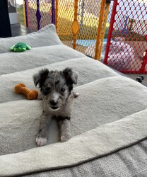 Adopt a dog:Mylie/Australian Shepherd/Female/Baby,Meet Mylie! This absolutely adorable girl currently weighs 4 pounds and is about 8-9 weeks old. She is a small Australian Shepherd mix. It's suspected that both parents are Aussie but with rescue it's always a guess! 

(We also have Cyrus, her brother so check out our other listings) 

Miley is a precious, very soft, little sweet baby ready for a family. She was rescued along with her brother from a scary hoarding situation. She is so soft and cute! 

Sweet Miley has a very gentle and affectionate personality and loves to play with her foster siblings and toys. Of course, she will need patience as she learns the ropes with potty training, crate training, and all of the normal puppy things. We are proud that she uses potty pads like a champ! 

The adoption fee is $600 and includes age appropriate vaccines (DAPP with boosters, Bordetella, Rabies if old enough), multiple broad spectrum deworming treatments, spay/neuter  *if old enough, flea & heart worm prevention while in our care, a microchip with free lifetime registration, a collar or harness, treats, squeaky toy, a discount on pet insurance and coupons for Petco!

*When adopting one of our puppies too young for spay/neuter, the adopter shall complete a spay/neuter contract to have the puppy spay/neutered before 6 months of age at adopters' expense. The microchip will remain registered to the rescue until proof of spay/neuter is provided. 

We facilitate adoptions across the US from Houston, Tx. for a small additional fee $300 which includes a health certificate by a licensed vet deeming the pup healthy for travel. Our pups travel in comfort with 24/7 care on licensed transport vehicles including buses and cargo vans. If available, private planes or in cabin on Southwest Airlines (if small enough to fit in carrier under seat).

We go above and beyond to provide unparalleled care for our pets. Our commitment to comprehensive medical care sets us apart. We've received glowing feedback from veterinarians who commend our dedication to ensuring the health and well-being of every animal in our care.

This puppy is from a part of the US where puppies are regularly euthanized. So, this puppy needs you! If you choose a puppy from this rescue, it saves their life AND it also allows us to save the life of another in its place.

A puppy is discovering their personality with each passing day. We pride ourselves in being able to give you good personality and behavioral information to help ensure this baby is the right fit for you. You are also welcome to do a Facetime call to meet your new baby before signing the adoption contract! 

We require a commitment from adoptive families to crate train their new puppy starting immediately when arriving at their new home, which will help with potty training, energy management, and the overall development of a well-rounded adult dog. You will be guaranteed to get lots of kisses in return from your new best friend!

Adoption Application Link:
https://rescuetexas.org/adoption

Any questions? Please email: rescuetexasdogs@gmail.com it may take several days to get a response. If you really are interested, please complete an application because having an application on file receives response priority. 

We understand that our adoption fees may be higher than some other organizations and shelters but we believe that quality care is worth the investment. By choosing Rescue Texas, you're not just welcoming a new furry friend into your home you're investing in their lifelong health and happiness. You are also supporting the medical treatment of our medical cases from abuse and cruelty cases. 

The Greater Houston area has the highest stray and overpopulation rates in the nation. Rescue Texas is on a mission to make a difference. As a nonprofit dog rescue, we are boots on the ground working hand in hand with the community to combat this crisis. Our goal is simple: to reduce the homeless pet population through community outreach, spay and neuter education, and by rescuing dogs of all breeds from the streets or overcrowded shelters, where euthanasia due to lack of space is often the only option. The dog you've found online is not only lucky to be in our program, but also incredibly fortunate to have caught your eye. Your interest and support mean the world to us and to the animals we save. Thank you for considering adoption and for joining us in our mission to give every animal a chance at a happy and loving home!

Our rescue is dedicated to making a difference. We provide individualized socialization, training guidance, and support based on the dogs needs to ensure a smooth transition for both pet and owner. 

Follow our rescue journey and connect with us on our website and social media platforms. Together, we can make a difference!

https://www.rescuetexas.org/
https://www.facebook.com/rescuetx

Ready to welcome a new furry friend into your life? APPLY TODAY and become a hero for pets in need!

DISCLAIMER- Breed type is determined based on general appearance and behavioral characteristics and cannot be guaranteed.