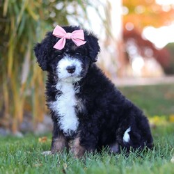 Sadie/Mini Bernedoodle									Puppy/Female	/7 Weeks,Meet Sadie, the sweetest Mini Bernedoodle puppy! A delightful mix of the loyal Bernese Mountain Dog and the intelligent Poodle, this little one is full of love, energy, and playfulness. With a soft, wavy coat and her big puppy eyes, she will quickly become the heart of your home. Bernedoodles are known for their friendly, easygoing nature and strong desire to bond with their families, making them perfect companions for all ages.