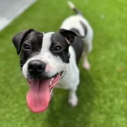 Medusa/Staffordshire Bull Terrier / Jack Russell Terrier (Smooth)/Female/1 Year 9 Months,Hi there! I’m Medusa, a spirited 1 year old Staffy cross with a lot of love to give. My journey has been filled with fun experiences, but I’ve learned that I really prefer the company of my humans. I don’t enjoy being left alone for long periods, so my ideal home would have someone around most of the time. I would love owners who are willing to work with me on positive reinforcement training to help me feel more comfortable when they need to step out and understand the importance of gradually building my confidence so I can learn to enjoy my own company. I’ve had the pleasure of living with four other dogs, and I’ve done well meeting new furry friends, but I prefer calm interactions. Busy parks can be a bit overwhelming for me, so it’s best if my new dog pals are laid back and have a similar temperament to mine. When meeting other dogs, I appreciate a gentle approach rather than a frontal one, as it helps me feel more at ease. I also enjoy interacting with kids, but I do best with dog savvy children who understand the importance of giving me space and options to move away if I feel startled during play time. I handled the introduction with kids well, so I know I can thrive in a home with the right little humans. Having both indoor and outdoor access is important for me as I’m much happier when I can explore an outdoor space and then enjoy a cozy indoor space with my humans. With a little patience and understanding, I’m excited to continue growing and learning. I can't wait to find a loving home where I can feel safe, secure, and showered with affection! Lots of love, Medusa xx -Experienced owner -Must meet all dogs -Must meet all children -Indoor/outdoor access