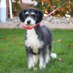 Sadie/Mini Bernedoodle									Puppy/Female	/7 Weeks,Meet Sadie, the sweetest Mini Bernedoodle puppy! A delightful mix of the loyal Bernese Mountain Dog and the intelligent Poodle, this little one is full of love, energy, and playfulness. With a soft, wavy coat and her big puppy eyes, she will quickly become the heart of your home. Bernedoodles are known for their friendly, easygoing nature and strong desire to bond with their families, making them perfect companions for all ages.