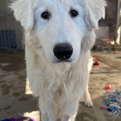 Adopt a dog:Artie/Maremma Sheepdog/Male/1 Year 9 Months,Meet Artie: The Laid-Back Guardian Hey there! I’m Artie, the chilled-out Maremma who’s mastered the art of snoozing and observing. If you’re looking for a dog who enjoys the simple pleasures of life—like napping in sunny spots and keeping a watchful eye on the world—then look no further! You must know that I am a bit reserved when it comes to making new human friends, however I thrive in the company of my fellow canines, so I must go home with another dog so they can help me tackle life outside the shelter. Having dog friends keep my spirits high and my tail wagging.  I’m on the lookout for an experienced owner who knows the ins and outs of my breed. Maremmas are unique and require someone who understands our quirks and charms. Adult-only households are best for me—let’s keep things serene and drama-free. So, if you’re an experienced dog lover with a furry friend ready to welcome a laid-back, observant dude like me into your home, let’s make some magic happen! Just be prepared for some quality snooze sessions and the occasional thoughtful stare as I contemplate the mysteries of the universe. Please submit an   if you are interested in meeting Artie, or call 0477 064 192. Artie's requirement's :