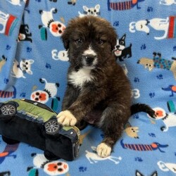 Adopt a dog:Mountain/Bernese Mountain Dog/Male/Baby,My name is Mountain. I am a handsome 7-week-old Bernese/German Shepherd mix. I weigh 6.8 lbs and my birthday is 9/7/2024 so I have some growing to do! I will be a medium/large dog. I am started on my shots and worming schedule and have been treated for any issues I came in with. 

Bernese/German Shepherd mixes are very loyal, affectionate and intelligent dogs. They need plenty of exercise, both to keep them in good physical condition and to stimulate him mentally.   

 I enjoy running and playing with my siblings at the shelter and playing with toys. Of course, I also enjoy my one on one snuggle time and giving kisses. 

Please if you are interested in me get your application in today, there is no time to waste:

You can go to www.hopeforhannahrescue.org 
or just copy the direct link below and paste it into your search bar.

The direct link to our application can be found here-  https://ueodqi9fe3f.typeform.com/to/sFwghRQN - Copy and Paste 

If you have any problem, call Suzi (717) 466-5968 and I will be happy to assist you.