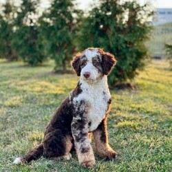 Sadie/Mini Bernedoodle									Puppy/Female	/7 Weeks,Meet Sadie, the sweetest Mini Bernedoodle puppy! A delightful mix of the loyal Bernese Mountain Dog and the intelligent Poodle, this little one is full of love, energy, and playfulness. With a soft, wavy coat and her big puppy eyes, she will quickly become the heart of your home. Bernedoodles are known for their friendly, easygoing nature and strong desire to bond with their families, making them perfect companions for all ages.