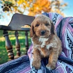 Sid/Goldendoodle									Puppy/Male	/September 4th, 2024,Meet Sid, the lovable, little, plump, son of my beautiful Piper. Sid is the dearest little cuddle bug and is rollypolly. He loves nothing more then to be running after my toddler and playing with the rest of the pack.