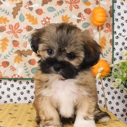 Vinny/Lhasa-Poo									Puppy/Male	/14 Weeks