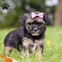 Avery/Yorkie Poo									Puppy/Female	/8 Weeks,Meet Avery, the sweetest little Yorkiepoo who is ready to bring endless joy into your life! This fluffy bundle of love has the perfect mix of charm, smarts, and playfulness. Her mom, Ellie, is a 14lb Poodle known for her intelligence and elegant demeanor. Poodles are famous for being incredibly smart and easy to train, making this pup a quick learner who will catch on to commands and tricks in no time. Her dad, Lebron, is a 9lb Yorkie, a breed cherished for their affectionate and lively personality.