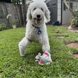 Adopt a dog:Finn/Klee Kai/Male/Young,Meet Finn! This 1-year old, Komondor weighs 67 lbs. Finn is looking for his forever home that can give him lots of love, pats, and the amazing life that he deserves. 


	General Behavior: Finn is a very happy, sweet and funny boy. It may take him a minute to warm up to new people, but once he does, he is very affectionate and loves pets and attention. His love languages are touch and words of affirmation. He would do wonderfully with a breed-savvy family who can commit to looking after his gorgeous coat and who can keep this intelligent guy occupied.
	Likes & Dislikes: Finn loves to have his coat brushed and he loves a good belly rub. He leans into you to give and receive hugs and kisses. He enjoys playing with plush toys. He loves taking walks and does well in the car. He enjoys chasing lizards, although his foster mom doesn't think he's caught one yet.
	Training: Finn is a smart cookie! He knows how to sit and is working on his recall. He waits patiently by the door to go on a walk or car ride and is good on a leash. He is doing extremely well with house training. He may bark if he sees the mailman outside but will stop if you ask his to. Finn is not reactive to loud noises, such as a vacuum, blender, mower, thunder or even a hurricane.
	Medical: Finn is very healthy. He is up to date on vaccines, heartworm negative, microchipped and spayed. He only requires monthly heartworm and flea prevention.
	Other Animals: Finn is good with other dogs. He absolutely adores playing with his foster sister. He would enjoy sharing a home with another friendly dog. His foster mom has not tested his with cats but believes he would be good with them, too.
	Children: Finn is gentle with children but may need a minute to warm up to them. 
	Home: Finn would do well in a single-family home with a fence to roam and chase lizards and hopefully play with a new brother or sister. 
	Grooming: As a Komondor breed, Finn does not shed but will require daily brushing if he is kept short, which he enjoys very much. He will require professional grooming every 6-8 weeks. The cost of grooming for a pooch his size runs approximately $100.
	Overall: This beautiful, sweet boy is always so happy and will make you happy just to look at him. He'll make a best friend for one lucky family!


Finn is looking for a person who will love his as much as he will love them. Is that you? Then visit our website www.PoodleandPoochRescue.org where you will find the application to adopt. You'll be put in contact with the foster family for more information if it's a potential match. He is up to date on vaccines, heartworm negative, microchipped, and neutered, and he has just had his teeth cleaned. His adoption donation is $650.