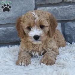 Bentley/Cavapoo									Puppy/Male	/10 Weeks,I offer a one year health guarantee. Up to date on shots and dewormings. I’m looking for a loving indoor home. Shipping options are available anywhere in the US. All Sunday calls are returned on Mondays. Thanks Jon