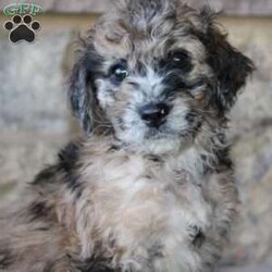 Sadie/Mini Labradoodle									Puppy/Female	/7 Weeks,Are you searching for a Mini Labradoodle who will have a hypoallergenic coat and feel soft and snuggly like a Poodle? We have been specializing in multigenerational Mini Labradoodles for years and have finally perfected the coat textures of our puppies so that you can enjoy the happy go lucky personality of the Labrador with the convenience of the Poodle coat! Our puppies come up to date on shots and dewormer and will be vet checked before they leave. We offer a 1 Year Genetic Health Guarantee as well! If you are looking for the perfect pup this fall contact us today! 