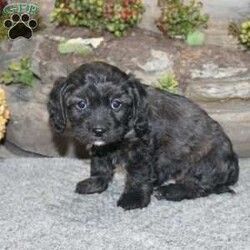 Charlie/Cavapoo									Puppy/Male	/September 5th, 2024,Take a look at this charming F1 Cavapoo puppy who is well socialized and adjusted to a family atmosphere! This little cutie comes up to date on shots and dewormer and vet checked, and the breeder offers an extended health guarantee. If you are searching for a friendly, hypoallergenic puppy to add to your home contact us today! 