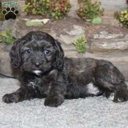 Charlie/Cavapoo									Puppy/Male	/September 5th, 2024,Take a look at this charming F1 Cavapoo puppy who is well socialized and adjusted to a family atmosphere! This little cutie comes up to date on shots and dewormer and vet checked, and the breeder offers an extended health guarantee. If you are searching for a friendly, hypoallergenic puppy to add to your home contact us today! 