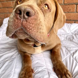 Norah/Dogue de Bordeaux/Female/4 Years 2 Months,