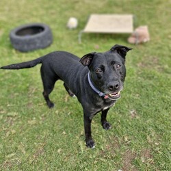 Juno/Staffordshire Bull Terrier / German Shepherd Dog/Female/6 Years,Hello there, my name is Juno! I'm a relaxed, independent lady looking for my new home!  I'd suit a quieter home where I can be included as part of the family, coming both inside and outdoors, as well as joining you for daily walks, or simply snuggling up on a nice soft bed by your feet in the evening. Any children in the home will need to be over 12 years of age and confident around dogs, who understand I may not always want pats and cuddles.  I know sometimes you have to go out, if you leave me with some fun toys, yum treats, fresh water bowl and a sheltered, snuggly bed, I should be safe and happy until you get home. I would benefit from daily enrichment and interactive feeders to help keep my mind and body active. I’d be best as the only dog in the home, as I am not fond of other dogs and would like all the love, pats and attention for myself. Dog parks and off-leash areas are not ideal for me as I do not like rude dogs rushing up to my face and would prefer walks around the neighbourhood or on-lead areas where we can relax and enjoy our time together.  If I sound like the lovely lady for you, please come in to meet me. -Level 2 ART Adoption -Quiet home -Dog confident children over 12 years -Best as only dog in home -SRB waiver -Ongoing positive reinforcement training