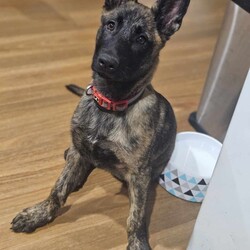 Jade/Dutch Shepherd / German Shepherd Dog/Female/5 Months,Hey, I'm Jade! I'm a gorgeous young Dutch Shepherd Puppy! I'm lively, athletic, alert and an intelligent breed, I was originally used for herding other animals! I have an independent nature; I can sometimes have a mind of my own and tend to do what I like. I have plenty of drive, and endless energy, I could run all day if I wanted! My breed thrives on ongoing training, a few quick training sessions a day to make me think and earn will be oh so beneficial for everyone involved! Because of my breed, I require an experienced owner to continue my training and for ongoing management while I grow into a big strong girl. I'm not a German Shepherd, I'm a Dutch Shepherd! I came to the shelter as a wee puppy, I was raised with my siblings, now we are all grown up and ready to go on adventures of our own. Being in foster care with other dogs has increased my confidence and now I'm ready to take on the world, I will need to go home with another canine companion that meets my energy levels for company so you can leave the house when you need, and for a play buddy to help use up some of this puppy energy! I'll keep you on your toes as I'm into everything and love making mischief! I will need consistent, ongoing, positive training to keep me out of trouble, and help me to form that vital bond with you. If you're looking for an active companion and are willing to provide me with my needs, please give the shelter a call to organize an appointment to meet me. XX Jade My Adoption Fee is $620 = desex, microchip, vaccinations, flea, tick & worming treatments