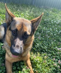 Gypsy/German Shepherd Dog/Female/9 Months,Hey there! My name's Gypsy, I'm a lively and affectionate young pup who’s ready to find my forever home! With my playful spirit and friendly demeanor, I'm sure to bring joy and energy to your life. Though I'm still learning the ropes when it comes to socialization, my eagerness to connect with people and explore the world around me shines through. I would be best suited for a home with older children who can understand my needs. I might be too much for younger kids as I can be jumpy at times, so having mature kids who can help her feel safe and comfortable would be great! I have shown some interest in playing with other dogs, but I can get a bit frustrated and I can be a bit rude with how I interact. For now, a home where I'm the only dog will allow me to thrive and build confidence. Dog parks and such might be too much for me and the other dogs, but I think I would be able to make doggy friends with any social friends or family's dogs! I would love a home where someone is around more often. I don't really like being left alone, I want to be with my people! So a family that can provide companionship and guidance is would be lovely. I am used to having access to both indoors and outdoors. So a home with a secure yard would be perfect for me to explore and play safely, as apartment living may not suit my energetic nature. I'm looking for a loving family who can help me grow and learn in a supportive environment. With patience and guidance, I’ll become the loyal companion you’ve been searching for. Are you ready to open your heart and home to me? Let’s make it happen! If you think you can provide the right environment for me, don't hesitate to come down to shelter to meet me! I can’t wait to meet you! Please fill out an expression of interest form  .