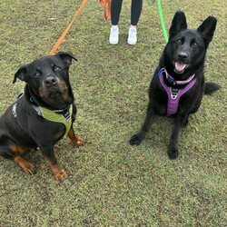 Adopt a dog:Winter/German Shepherd Dog/Female/6 Years 10 Months,Hey there our names are Jett and Winter and we are a super sweet bonded pair that absolutely adore each other and can't bare to be separated, so we are hoping to find that super special human who has the room in their hear and love to give two dogs!! We would love a family that will include us in all their activities, we love to go on adventures and car rides, we are both currently on a weight lose plan so regular exercise is a must for us to keep us healthy and strong. We will need a nice secure backyard with solid fencing to explore, play and nap in while you are out or at work, with lots of sleeping spots to keep us comfy. Indoor and outdoor access would be ideal for us as we have had this previously and it would be great to be able to find a cool spot in the hotter months. We will need children that are slightly older and confident around larger dogs, we have not previously lived with kids but have had interactions with them, so kids that are a bit calmer and will take it slower with us would be best. We have both met dogs here at the shelter and are showing playful behaviours, however due to the amount of change we have been through we would be best to be the only 2 dogs in the home for now while we adjust. Requirements: -Must meet all family  –  No children under 12 -Must be rehomed with Winter  –  Solid fencing -Indoor/outdoor access If you think we could be the pair for you, please head into the shelter today we can hardly wait to find out very own home. Love and kisses, Jett & Winter