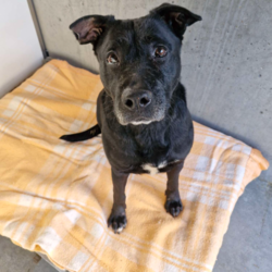 Juno/Staffordshire Bull Terrier / German Shepherd Dog/Female/6 Years,Hello there, my name is Juno! I'm a relaxed, independent lady looking for my new home!  I'd suit a quieter home where I can be included as part of the family, coming both inside and outdoors, as well as joining you for daily walks, or simply snuggling up on a nice soft bed by your feet in the evening. Any children in the home will need to be over 12 years of age and confident around dogs, who understand I may not always want pats and cuddles.  I know sometimes you have to go out, if you leave me with some fun toys, yum treats, fresh water bowl and a sheltered, snuggly bed, I should be safe and happy until you get home. I would benefit from daily enrichment and interactive feeders to help keep my mind and body active. I’d be best as the only dog in the home, as I am not fond of other dogs and would like all the love, pats and attention for myself. Dog parks and off-leash areas are not ideal for me as I do not like rude dogs rushing up to my face and would prefer walks around the neighbourhood or on-lead areas where we can relax and enjoy our time together.  If I sound like the lovely lady for you, please come in to meet me. -Level 2 ART Adoption -Quiet home -Dog confident children over 12 years -Best as only dog in home -SRB waiver -Ongoing positive reinforcement training