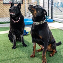 Adopt a dog:Winter/German Shepherd Dog/Female/6 Years 10 Months,Hey there our names are Jett and Winter and we are a super sweet bonded pair that absolutely adore each other and can't bare to be separated, so we are hoping to find that super special human who has the room in their hear and love to give two dogs!! We would love a family that will include us in all their activities, we love to go on adventures and car rides, we are both currently on a weight lose plan so regular exercise is a must for us to keep us healthy and strong. We will need a nice secure backyard with solid fencing to explore, play and nap in while you are out or at work, with lots of sleeping spots to keep us comfy. Indoor and outdoor access would be ideal for us as we have had this previously and it would be great to be able to find a cool spot in the hotter months. We will need children that are slightly older and confident around larger dogs, we have not previously lived with kids but have had interactions with them, so kids that are a bit calmer and will take it slower with us would be best. We have both met dogs here at the shelter and are showing playful behaviours, however due to the amount of change we have been through we would be best to be the only 2 dogs in the home for now while we adjust. Requirements: -Must meet all family  –  No children under 12 -Must be rehomed with Winter  –  Solid fencing -Indoor/outdoor access If you think we could be the pair for you, please head into the shelter today we can hardly wait to find out very own home. Love and kisses, Jett & Winter