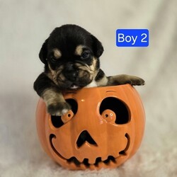 Adopt a dog:me/English Bulldog/Male/Baby,ADOPT ME ONLINE: https://ophrescue.org/dogs/13892

Hi Im Irving (The Vintage Litter)!
I've got the whole packagebrains, heart stopping good looks and dont forget my 'sourmug' face with loads of raw talentand I'm ready to use them. Teach me, praise me and I guarantee I'll make you proud at home, on walks, and meeting new friends. When Im not admiring your every move, Id love to be playing with other dogs. So, what do you say?
Who doesnt like to cuddle up with a friendly but dignified pup like me and watch TV? 
Wanna be besties? Then click that Adopt Me button and fill out my application!

- I need someone who won't leave me home alone for more than 4 hours, at least not until I am older. The older I am, the more I can stay home alone. I just don't want you to get mad at me if I have accidents or chew things I'm not supposed to when you leave me for too long. I'm a puppy, so I get bored quickly and when I'm bored I could get in trouble.
- I am looking for my forever home, not my for right now home. So as I get bigger I need someone to teach me how to be the best dog I can be. I am young and still learning. You may want to teach me some new tricks like sit, stay, etc. Professional training will help me bond with you. That sounds like fun!
- I saved the most important for last. I am hoping my new mom or dad will snuggle with me, play with me and love me forever and ever!
Please note that because this puppy is so young, it has only received 2 of the required 3 puppy distemper vaccines. This is very IMPORTANT because it means that the immune system will not be fully functioning until about 16 weeks of age. Until then, the puppy MUST stay out of public places where it could be exposed to the germs of other dogs. These no puppy zones include all pet stores, dog parks, and for apartment dwellers, areas used by other dogs. These requirements are strictly for the puppys medical safety and longevity.
This puppy is microchipped and up to date on age appropriate vaccines and monthly preventatives.

To adopt fill out the simple online application at https://ophrescue.org 
Operation Paws for Homes, Inc. (OPH) rescues dogs and cats of all breeds and ages from high-kill shelters in NC, VA, MD, and SC, reducing the numbers being euthanized. With limited resources, the shelters are forced to put down 50-90% of the animals that come in the front door. OPH provides pet adoption services to families located in VA, DC, MD, PA and neighboring states. OPH is a 501(c)(3) organization and is 100% donor funded. OPH does not operate a shelter or have a physical location. We rely on foster families who open their homes to give love and attention to each pet before finding a forever home.All adult dogs, cats, and kittens are altered prior to adoption. Puppies too young to be altered at the time of adoption must be brought to our partner vet in Ashland, VA for spay or neuter paid for by Operation Paws for Homes by 6 months of age. Adopters may choose to have the procedure done at their own vet before 6 months of age and be reimbursed the amount that the rescue would pay our partner vet in Ashland.
