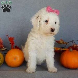 Pixie/Mini Goldendoodle									Puppy/Female	/8 Weeks,Prepare to fall in love !!! My name is Pixie and I’m the sweetest little F1b mini goldendoodle looking for my furever home! One look into my warm, loving eyes and at my silky soft coat and I’ll be sure to have captured your heart already! I’m very happy, playful and very kid friendly and I would love to fill your home with all my puppy love!! I am full of personality, and I give amazing puppy kisses! I stand out way above the rest with my beautiful white coat with red markings ! I will come to you vet checked, microchipped and up to date on all vaccinations and dewormings . I come with a 1-year guarantee with the option of extending it to a 3-year guarantee and our puppies also come with 30 days of pet insurance! My mother is Sophie, our 40#mini goldendoodle with a heart of gold and my father is Zeke, our 10# happy and playful apricot and white poodle and he has been genetically tested!  I will grow to approx 22-26# and I will be hypoallergenic and nonshedding! Why wait when you know I’m the one for you? Call or text Martha to make me the newest addition to your family and get ready to spend a lifetime of tail wagging fun with me! (7% sales tax on in home pickups)