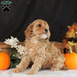 Seth/Cavapoo									Puppy/Male	/7 Weeks,Meet Seth, a well-socialized Cavapoo puppy that is ready for his forever home and family! He is a snuggle bug and will be the best companion. He is vet checked and up to date on shots & wormer plus the breeder provides a 6-month genetic health guarantee for him. To learn more about Seth and how you can welcome this playful boy into your heart and home, call the breeder today!