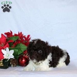 Spencer/Toy Poodle									Puppy/Male	/7 Weeks,This baby boy is ready to find his forever home! He is expected to be around 7-9 lb full grown. He is being family raised with children and is very well socialized. He is up to date on all vaccines and preventive deworming. We encourage you to come meet him in person, however if you are out of the area, we offer facetime calls! If you have any questions or would like to make a deposit to place him on hold, give us a call/text or send us a message. All of our puppies go home with their proper paperwork, a 2 year genetic health guarantee, 30 free trail of Trupanion Pet Insurance, pre-paid registration that is emailed to you once you bring your puppy home, a pre-paid online K9 Master Class and microchipped. Each of our puppies also go home with some food to transition on, NuVet & treats. We do accept Venmo & PayPal. license#4240