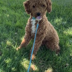 Teddy/Cavapoo									Puppy/Male	/7 Weeks,Hi my name is Teddy. I’m a sweet little Cavapoo boy. I’m very playful and well socialized. I’m great with kids and other pets. My mom is a cavalier and weighs 10 pounds and dad is a mini poodle and weighs 12 pounds. I’m up to date on shots and dewormings. I’m looking for a loving indoor home. Shipping options are available anywhere in the US. All Sunday calls are returned on Mondays. Thanks Jon