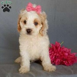 Jada/Cockapoo									Puppy/Female	/10 Weeks,Prepare to fall in love!!! My name is Jada and I’m the sweetest little F1 cockapoo looking for my furever home! One look into my warm, loving eyes and at my silky soft coat and I’ll be sure to have captured your heart already! I’m very happy, playful and very kid friendly and I would love to fill your home with all my puppy love!! I am full of personality, and ready for adventures! I stand out above the rest with my beautiful fluffy apricot and white colored coat!!… I will come to you vet checked, microchipped and up to date on all vaccinations and dewormings . I come with a 1-year guarantee with the option of extending it to a 3-year guarantee and shipping is available! My mother is Ariel, our sweet 18# AKC red and white cocker spaniel with a heart of gold and my father is Nimbo, a 13# genetically tested chocolate merle mini poodle ! Both of the parents are on the premises and available to meet! Why wait when you know I’m the one for you? Call or text Martha to make me the newest addition to your family and get ready to spend a lifetime of tail wagging fun with me! (7% sales tax on in home pickups)